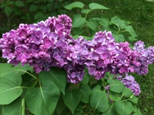 Lilacs051616