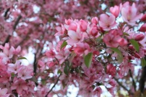 pinkflowers