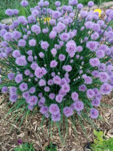 Chive Blossoms